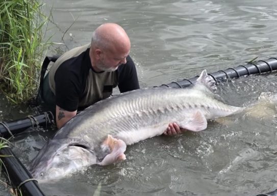 Absolute unit of a sturgeon for Aran