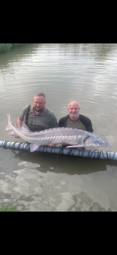 Massive Sturgeon for Aran